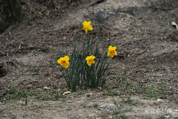 高清摄影 野地里的水仙花