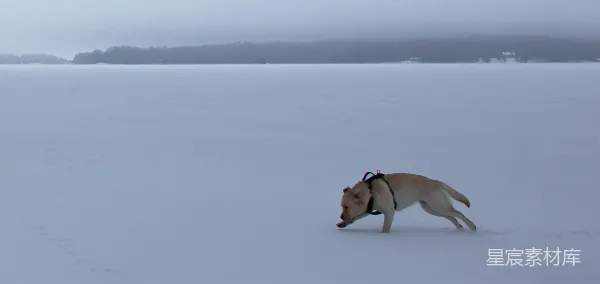 高清摄影 雪地里的快乐追逐