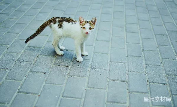 高清摄影 街头的流浪猫