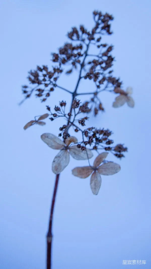 高清摄影 秋日的枯萎花枝