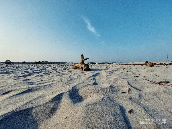 高清摄影 海滩上的枯木与影子