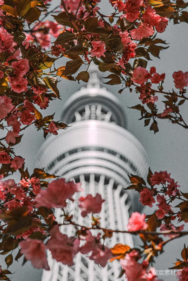 高清摄影 樱花与摩天轮