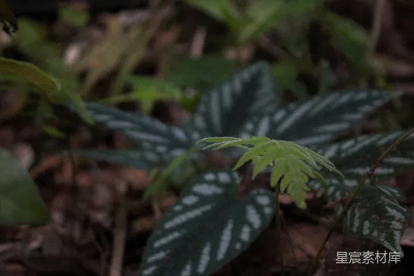 高清摄影 新芽与斑点叶的自然对话