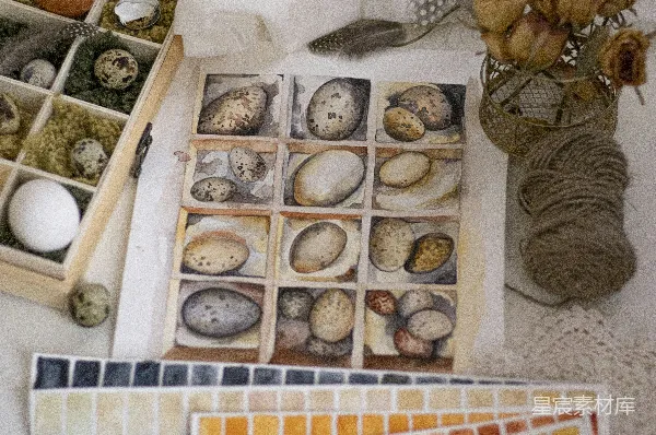 高清摄影 自然元素的艺术展示