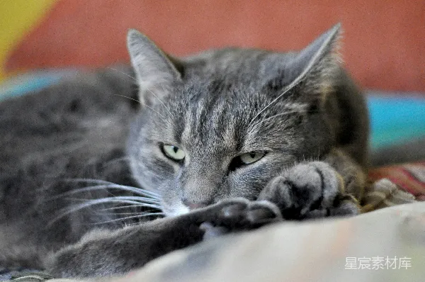 高清摄影 慵懒的猫