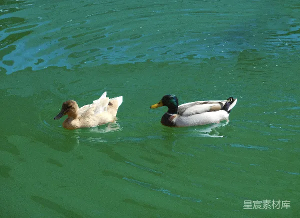 高清摄影 湖畔鸳鸯