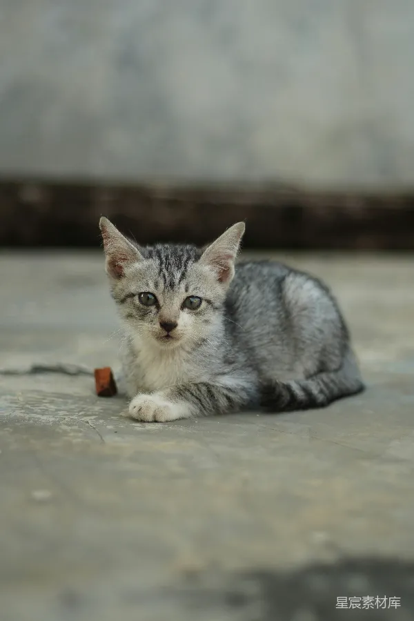 高清摄影 可爱的灰色小猫趴在地面上