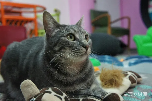 高清摄影 猫咪与玩具的温馨时光
