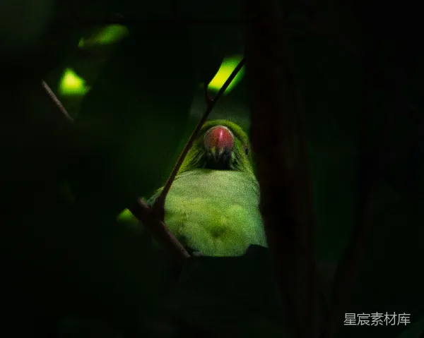 高清摄影 丛林中的绿鹦鹉