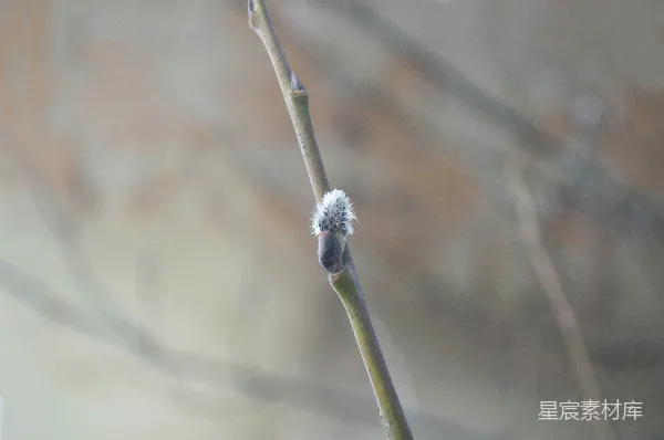 高清摄影 初春柳芽