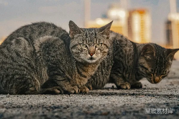 高清摄影 城市中的猫兄弟