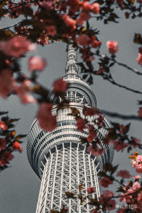 高清摄影 东京晴空塔与樱花的浪漫邂逅
