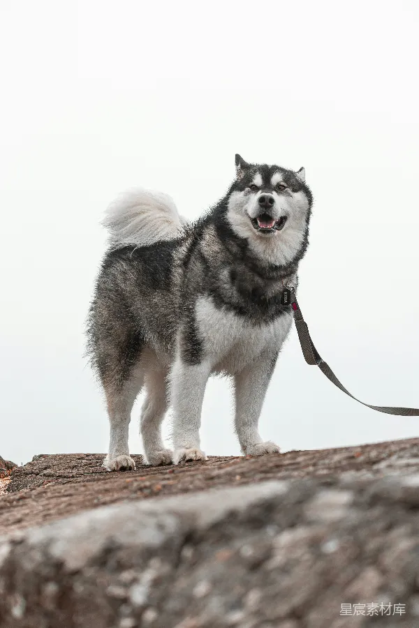 高清摄影 威风凛凛的阿拉斯加雪橇犬
