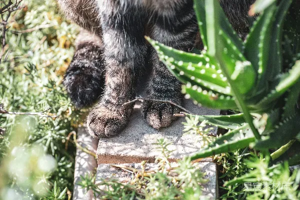 高清摄影 猫爪与多肉植物的亲密接触