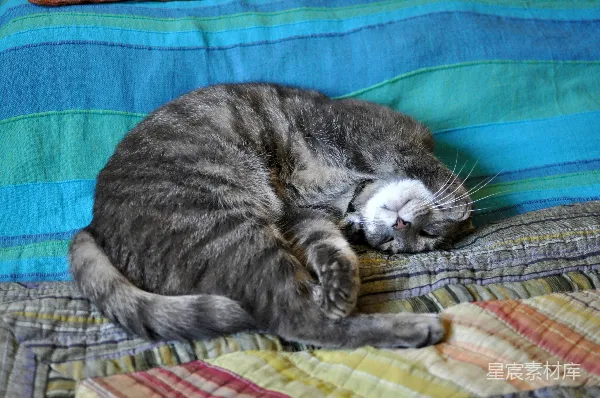 高清摄影 慵懒的小猫