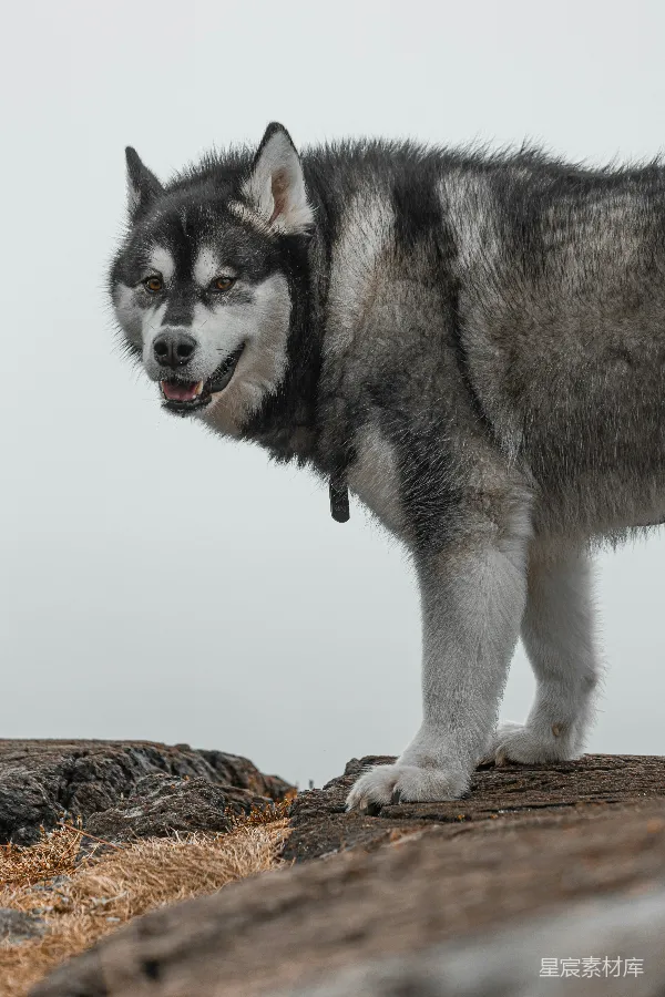 高清摄影 雪橇犬在岩石上的侧影