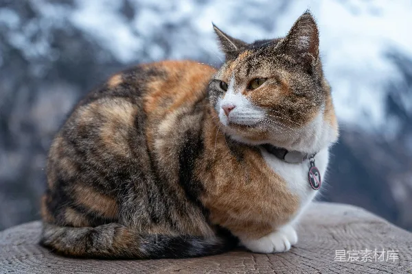 高清摄影 山间守望的三花猫