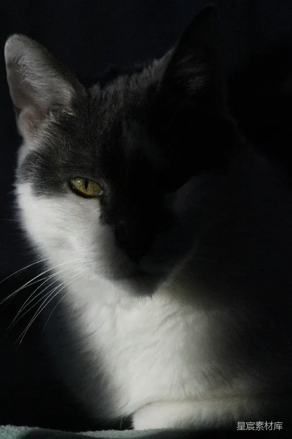高清摄影 黑白色的猫咪肖像
