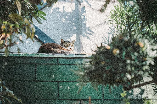 高清摄影 阳光下的午睡猫
