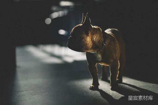 高清摄影 光影中的斗牛犬