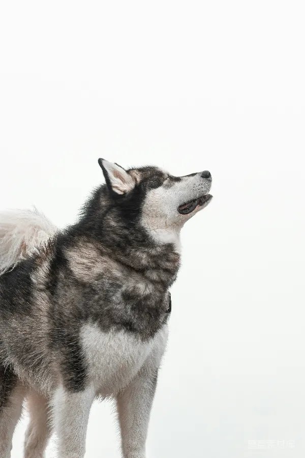 高清摄影 雪橇犬的侧脸