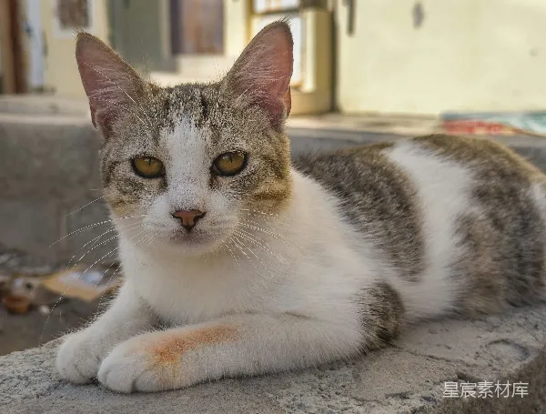 高清摄影 阳光下的小猫咪