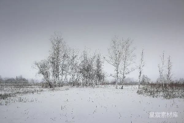 高清摄影 冬日雪景中的白桦林