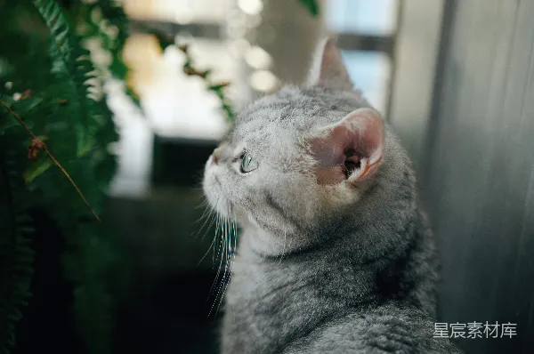 高清摄影 萌宠猫猫的趣味瞬间