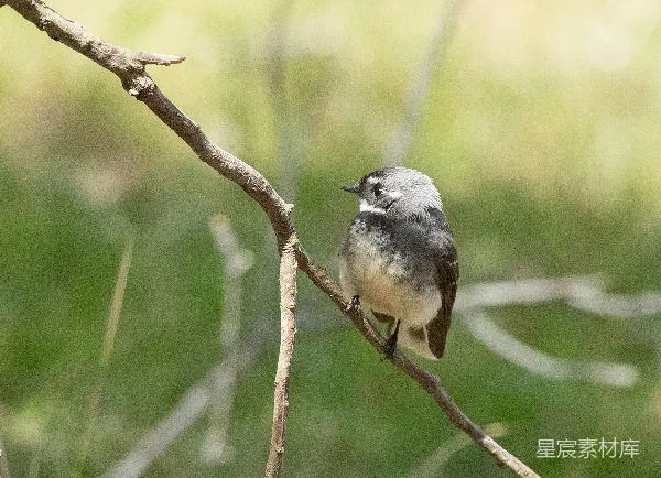 高清摄影 灰白扇尾鹟栖息在树枝上