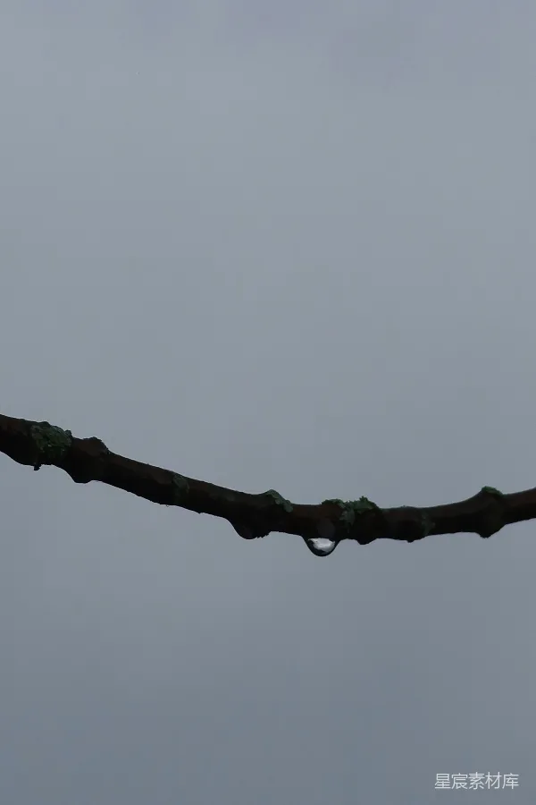 高清摄影 雨后树枝上的水珠