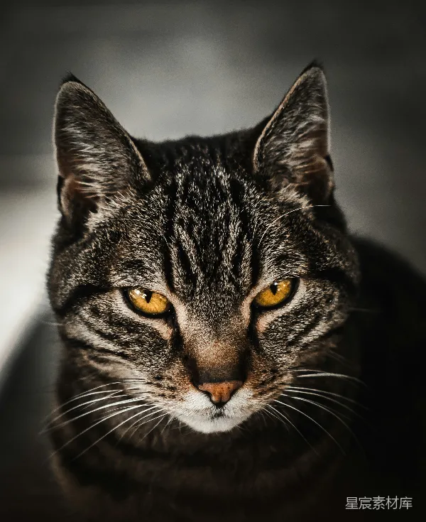高清摄影 沉思的猫眼