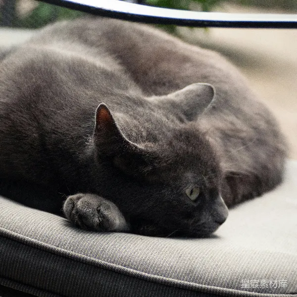 高清摄影 沉睡中的灰色猫咪