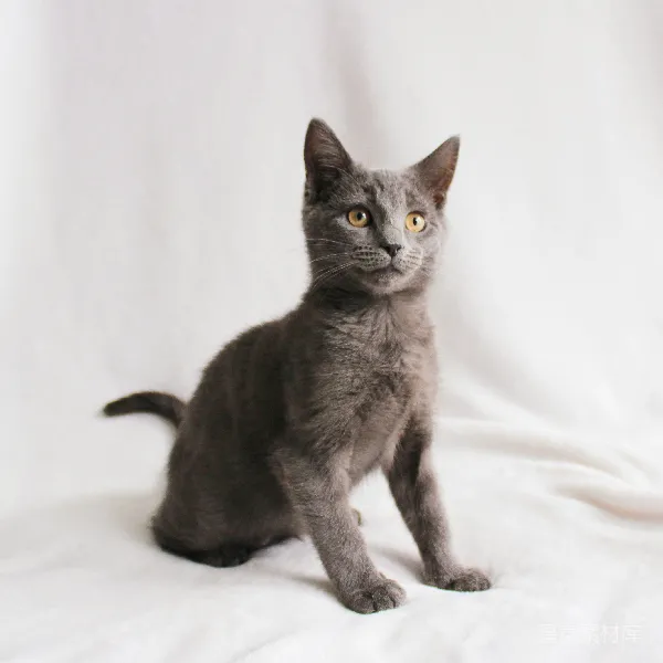 高清摄影 萌猫坐姿