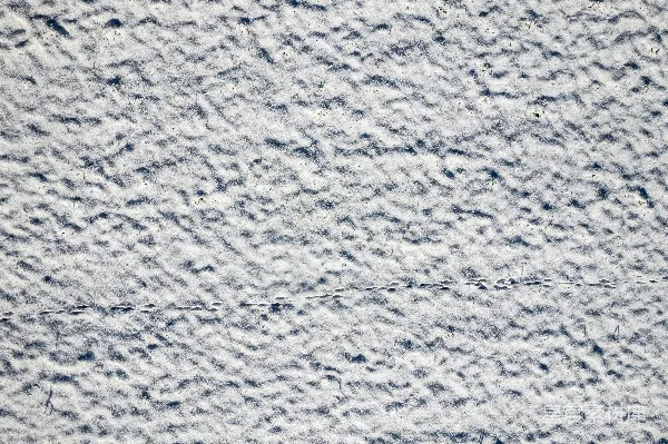 高清摄影 雪地中的动物足迹