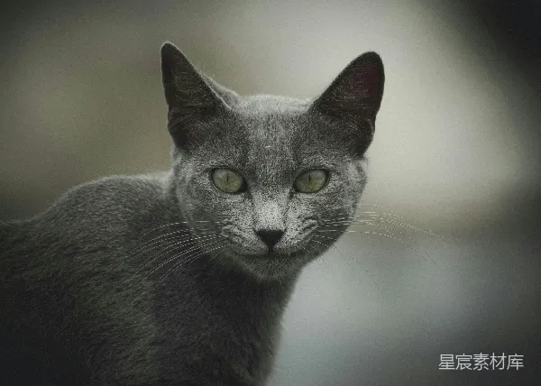 高清摄影 神秘的灰猫