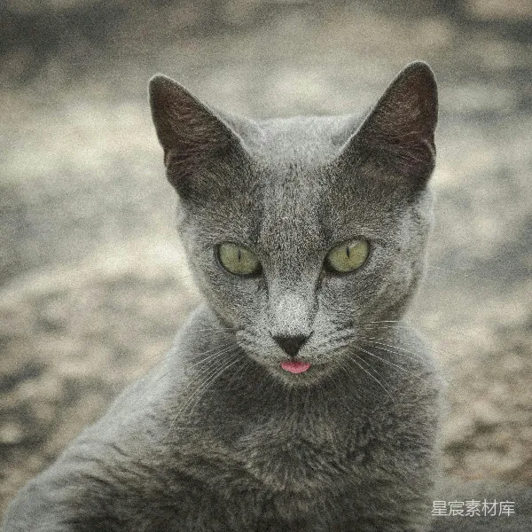 高清摄影 灰色猫咪的特写