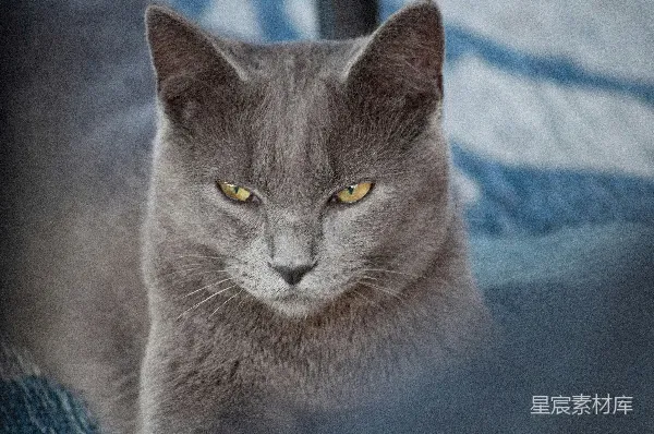 高清摄影 灰色猫咪的特写