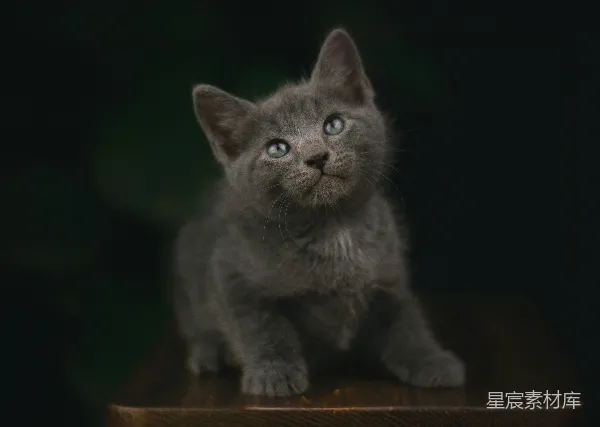 高清摄影 萌宠灰猫