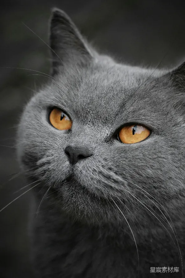 高清摄影 灰猫的眼睛