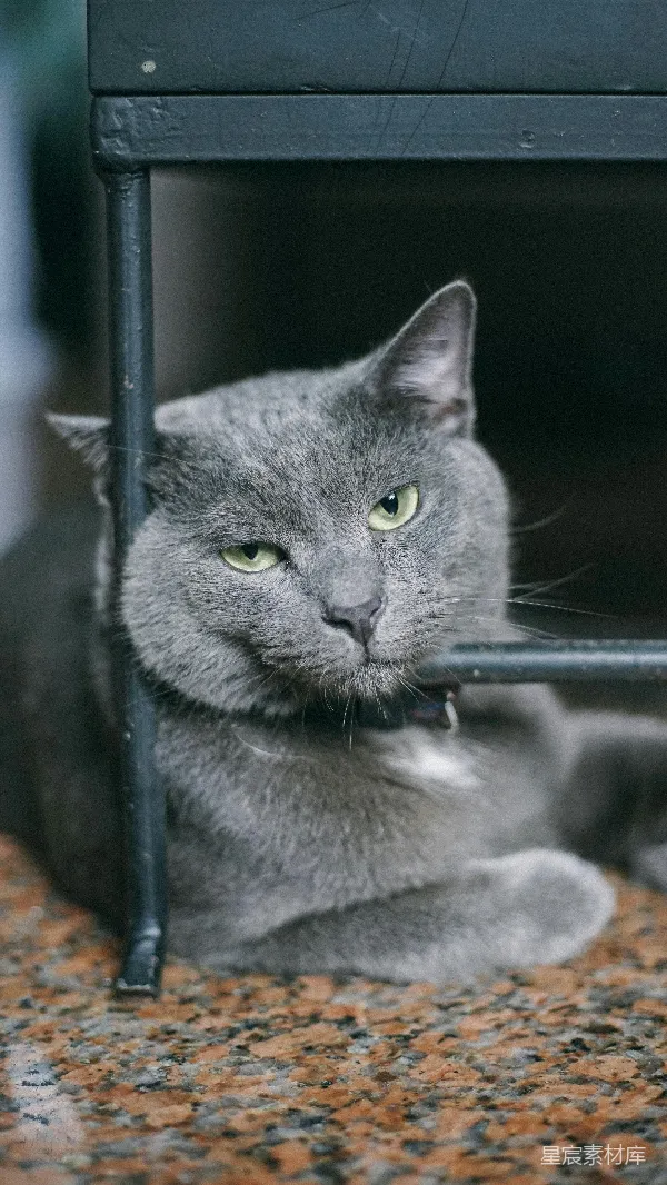 高清摄影 深灰色猫咪的凝视