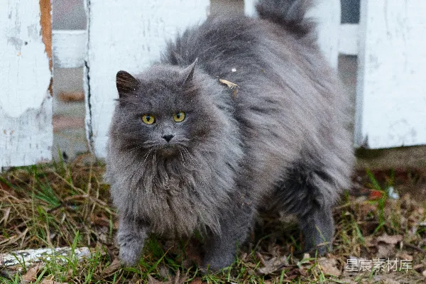 高清摄影 灰猫在花园里的肖像