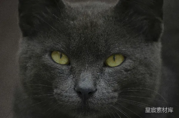 高清摄影 深邃的猫眼