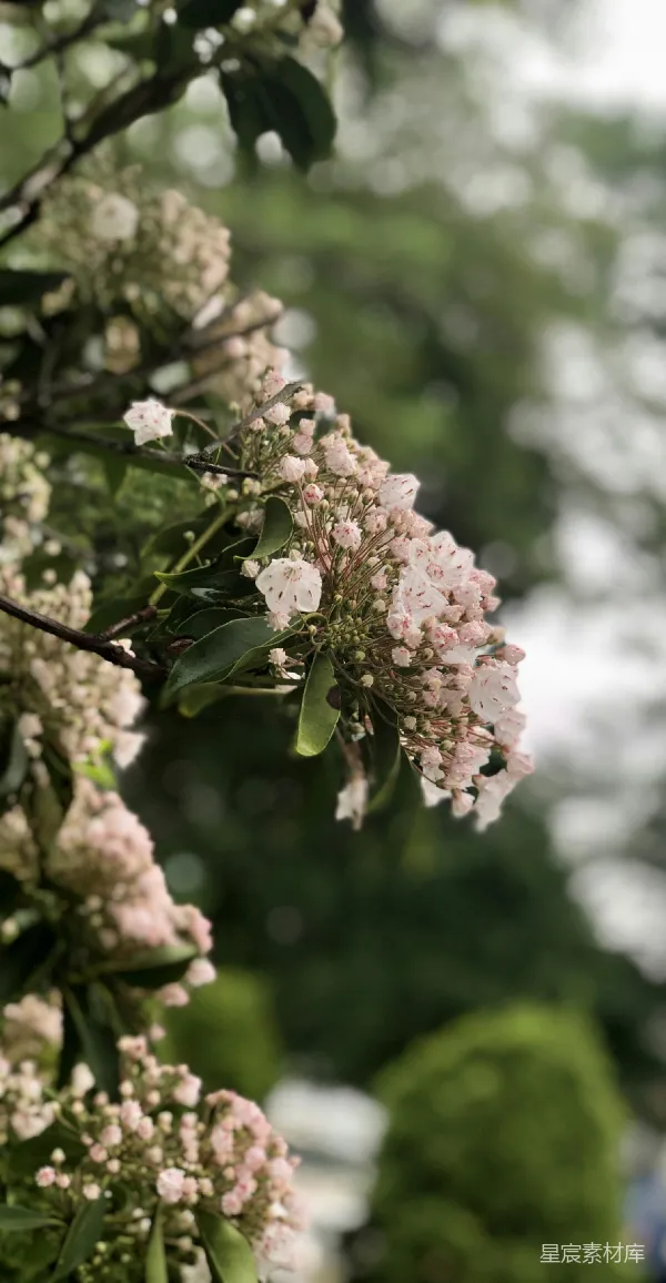 高清摄影 山月桂的芬芳