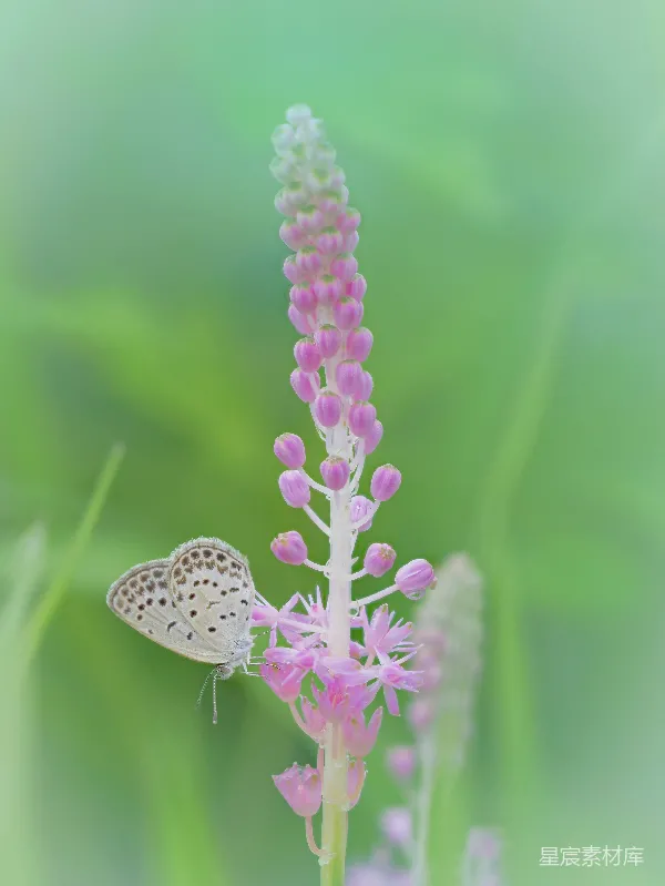 高清摄影 粉蝶与花穗