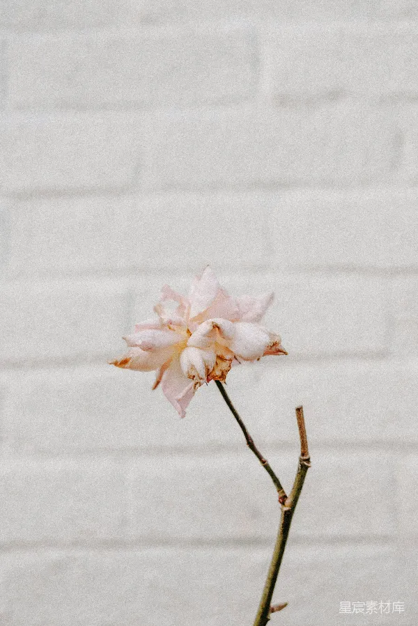 高清摄影 凋零的花朵