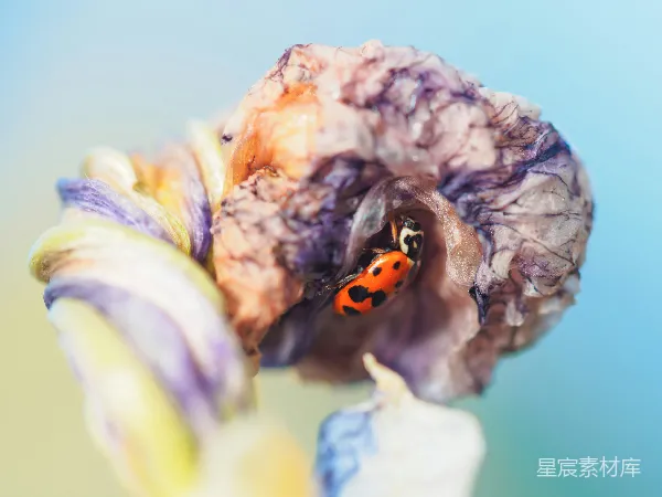 高清摄影 花间瓢虫：自然的奇妙瞬间