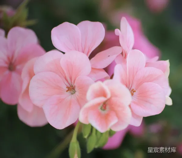 高清摄影 粉嫩花影：淡雅的花艺之美