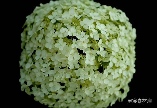 高清摄影 洁白的绣球花