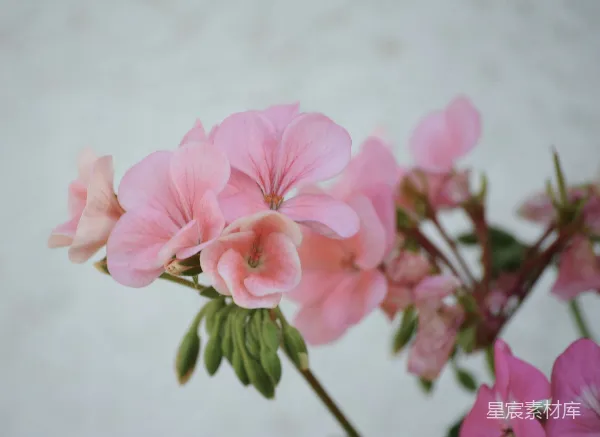 高清摄影 粉色花蕾绽放