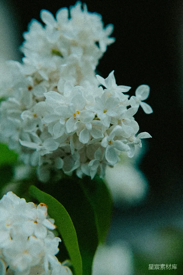 高清摄影 白花绽放的宁静时光